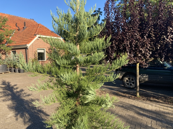 Sequoiadendron giganteum Healty Mammoth Three